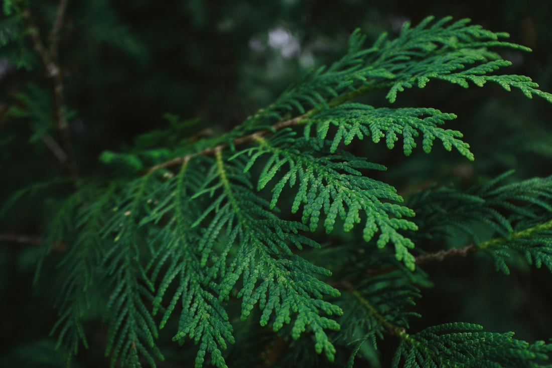 Why We Use Western Red Cedar at Kelowna Woodcraft