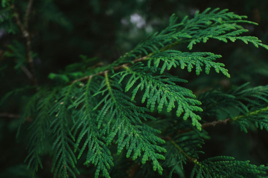 Why We Use Western Red Cedar at Kelowna Woodcraft