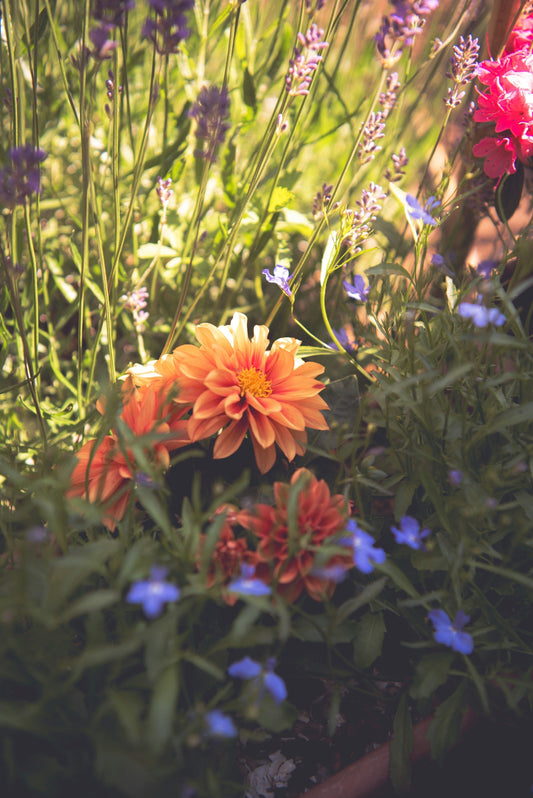 Growing Beauty: Seasonal Flowers that Thrive in Cedar Planters