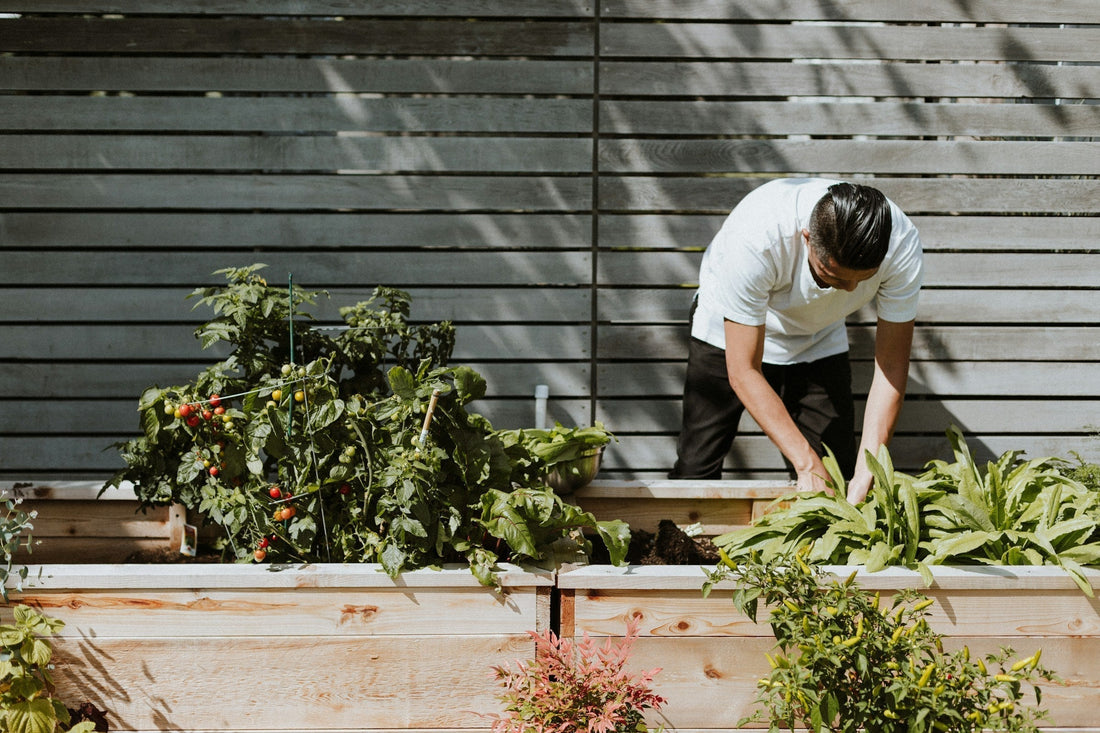 Can I Garden Without a Green Thumb? Beginner Tips for Planter Success