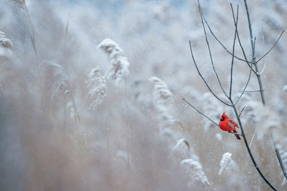 Having Birds Visit Regularly Throughout the Year - Birds in Winter