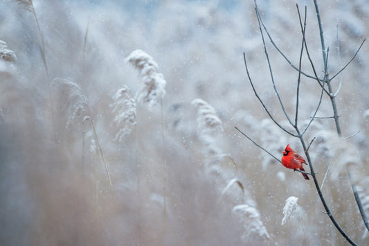 Having Birds Visit Regularly Throughout the Year - Birds in Winter