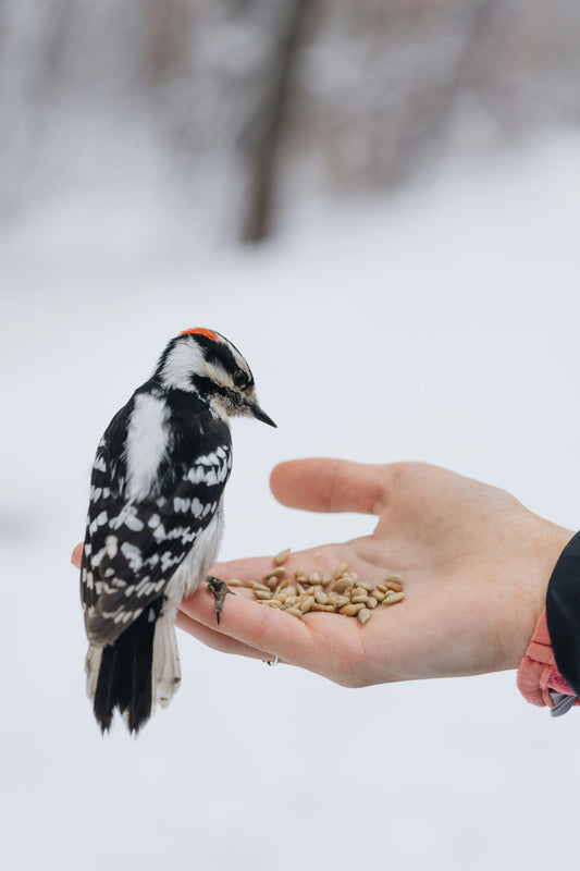 Say Goodbye to Constant Refills: The Bird Feeder Upgrade You Need