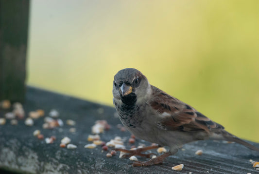 Say Goodbye to Messy Feeders and Unwanted Pests