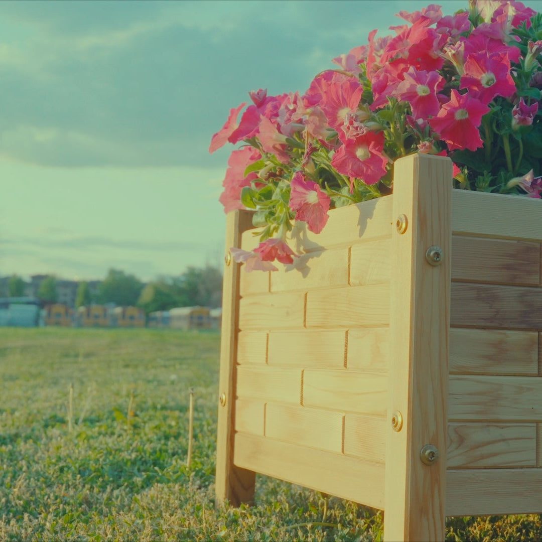 Handmade Cedar Planter Box filled with flowers overlooking a field with golden sun in the background. Canada