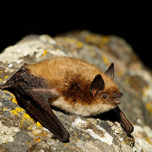 4 Bat Species that Call the Okanagan Region Home