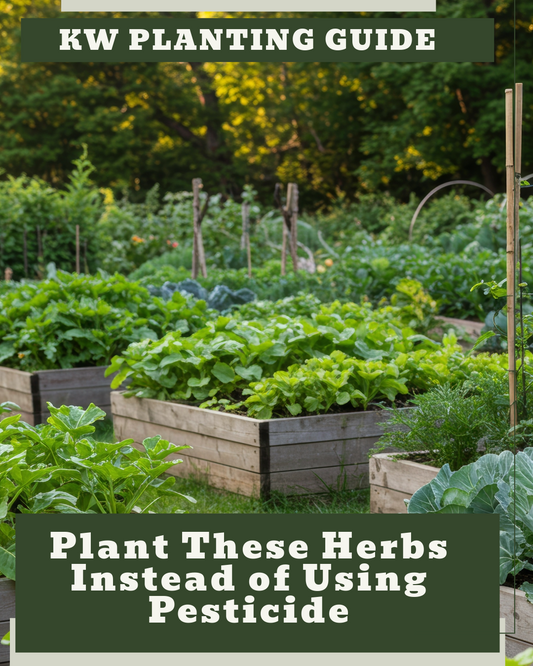 Plant These Helpful Herbs Instead of Using Pesticide