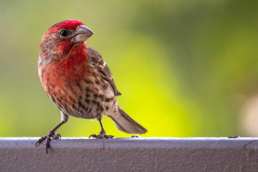 A Feeder That Reliably Attracts a Variety of Bird Species