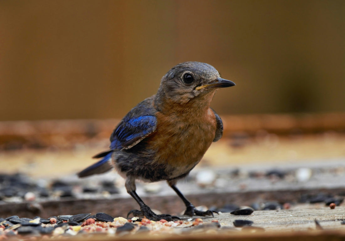 Birds Are Preparing for Migration: Here Are Some Special Seeds You Can Put in Your Feeders to Help