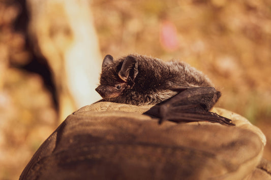 Bats of BC: Nature’s Night Shift & How to Coexist Safely