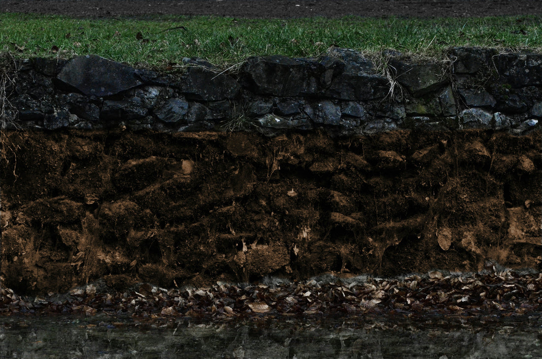 Do I Need Special Soil or Drainage? Setting Up for Success